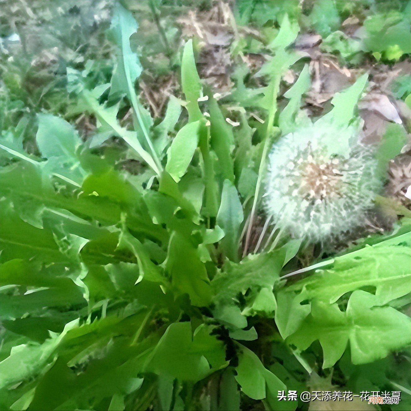 蒲公英的美丽传说 蒲公英的传说