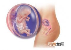 14周胎儿图片看性别