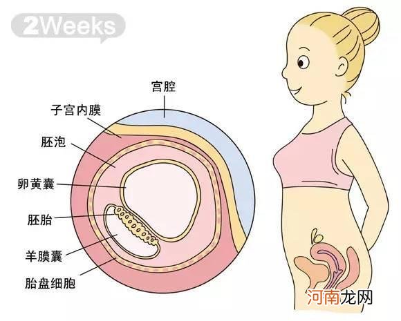 14周胎儿发育情况图片