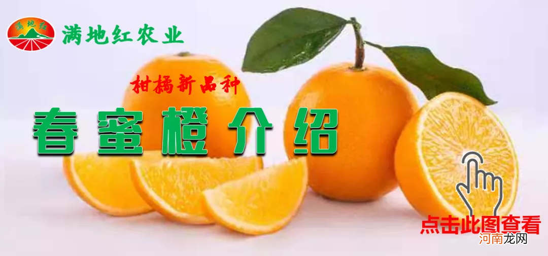 柑橘园的老鼠危害 柑橘虫害