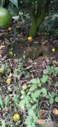 柑橘园的老鼠危害 柑橘虫害