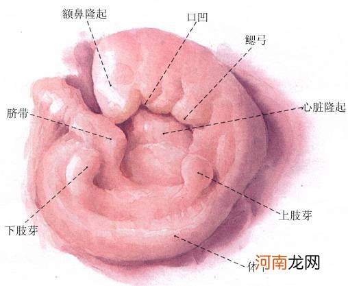 怀孕一个月出血，应采取哪些预防措施？