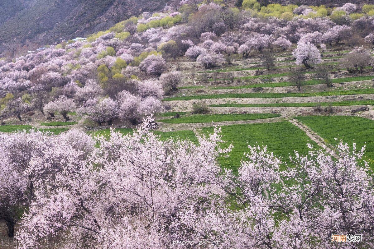 跟团去西藏旅游不知道怎么选择旅行社 西藏报团旅游哪个旅行社好