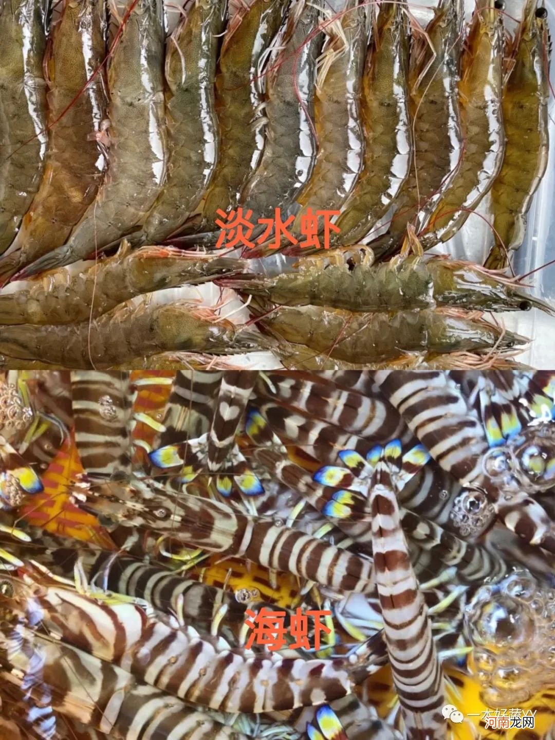 虾头能不能吃 虾头能不能吃虾头怎么吃？