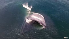 鲸鱼一天吃多少食物 鲸鱼每天吃多少食物