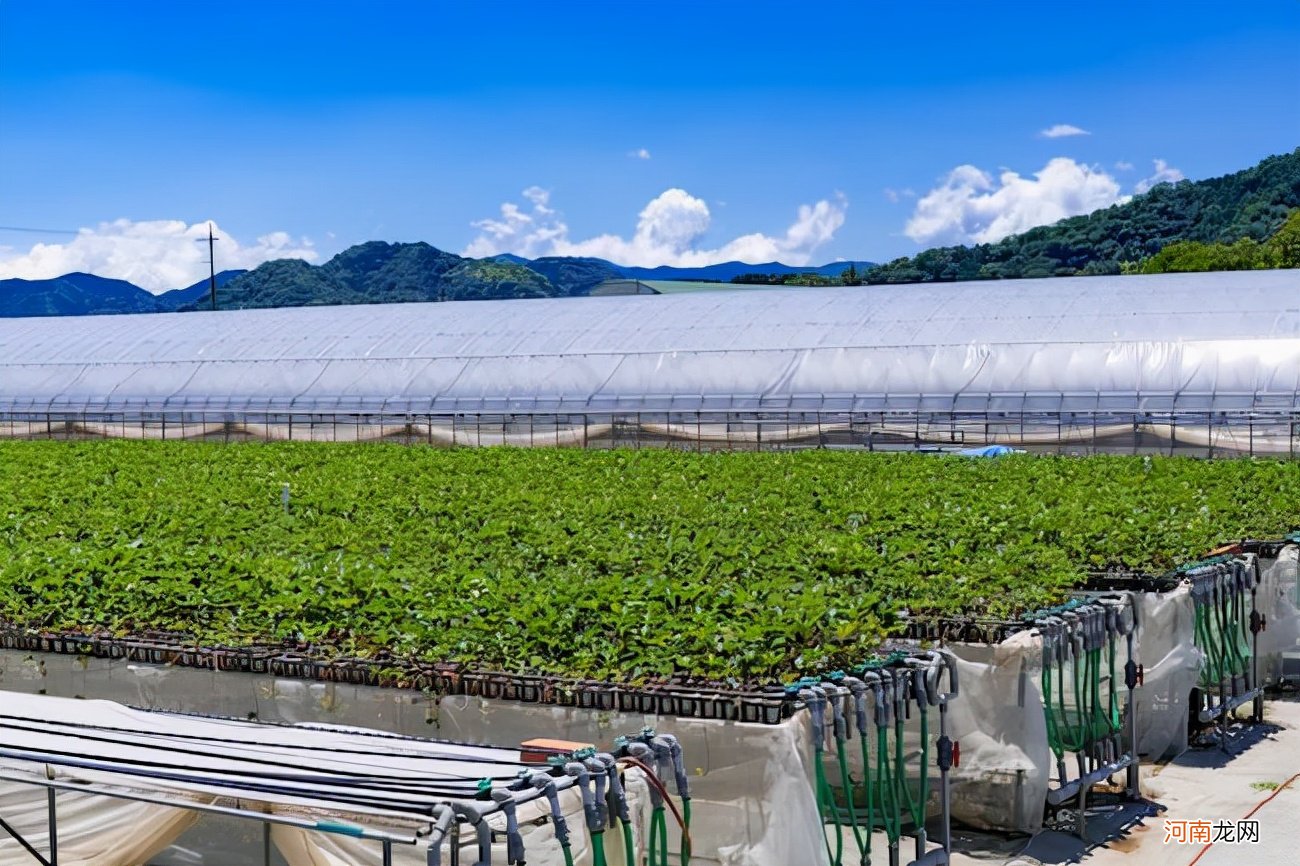 从幼苗到种植的预期施肥量是多少 幼苗的施肥量