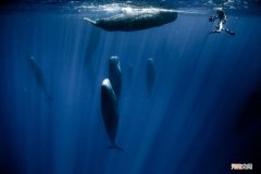 鲸鱼的起源和进化 鲸鱼是由什么进化而来