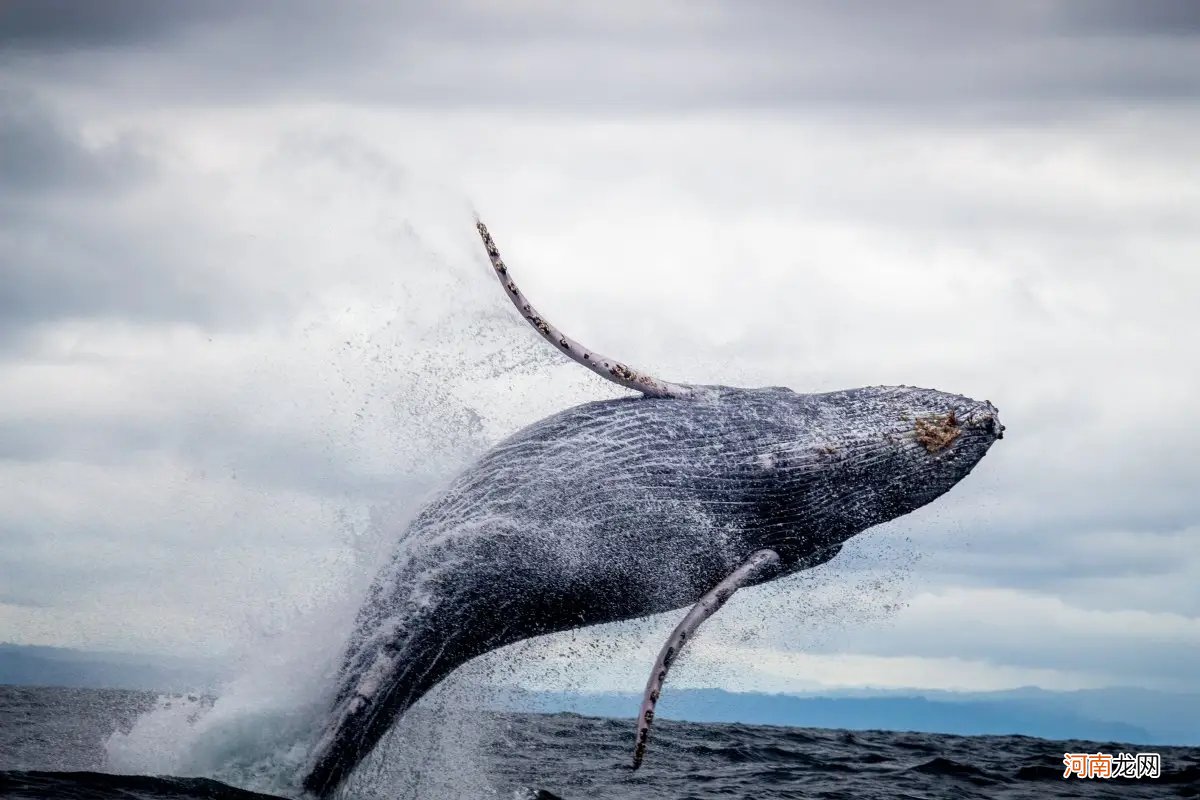 鲸鱼的起源和进化 鲸鱼是由什么进化而来
