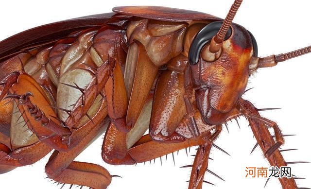 蟑螂怕什么，3种不同的环境让它无法生存！
