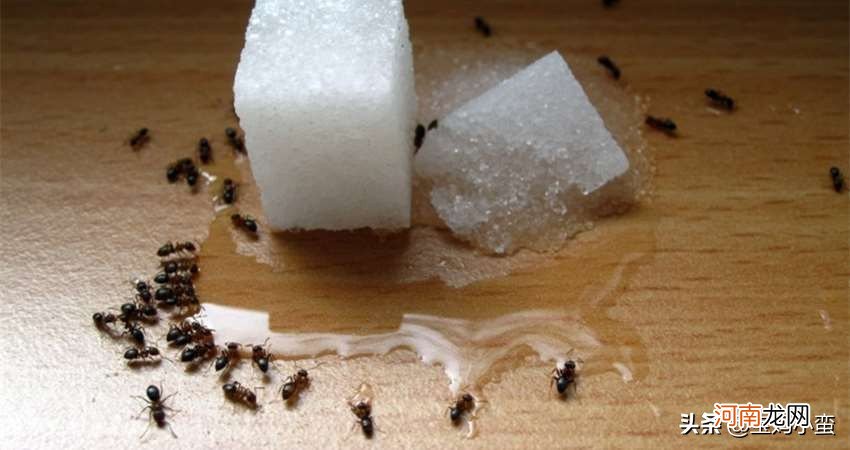 如何彻底消除家里的蚂蚁 如何消除家里的蚂蚁？