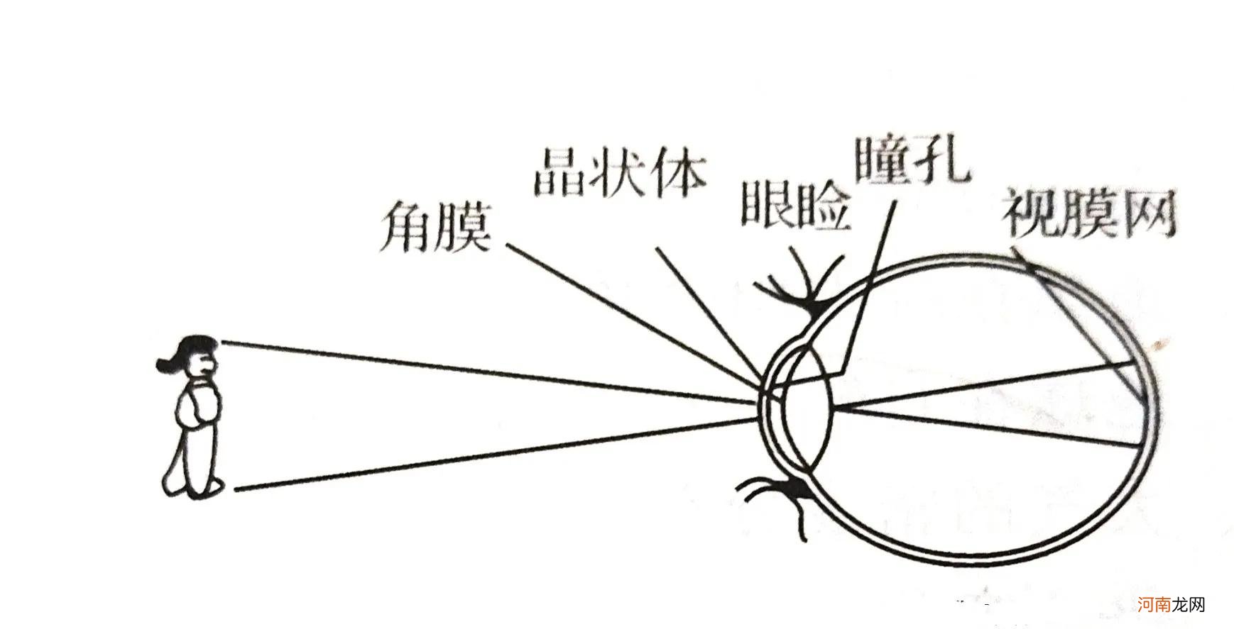 凸透镜成像规律的应用 凸透镜成像规律及应用