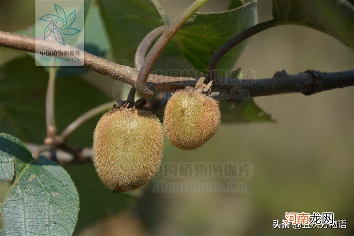 菠萝是菠萝 菠萝实际上是菠萝