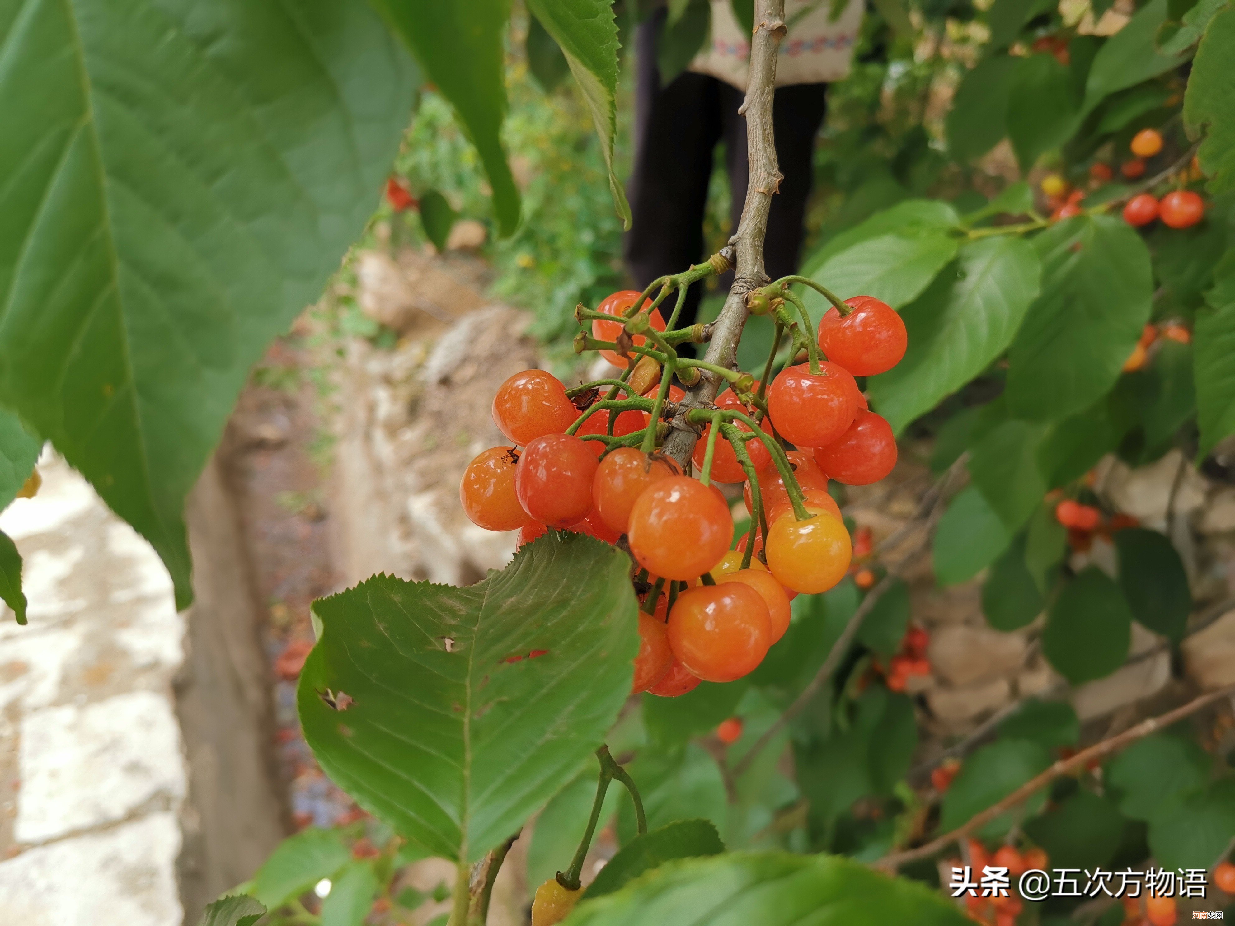 菠萝是菠萝 菠萝实际上是菠萝