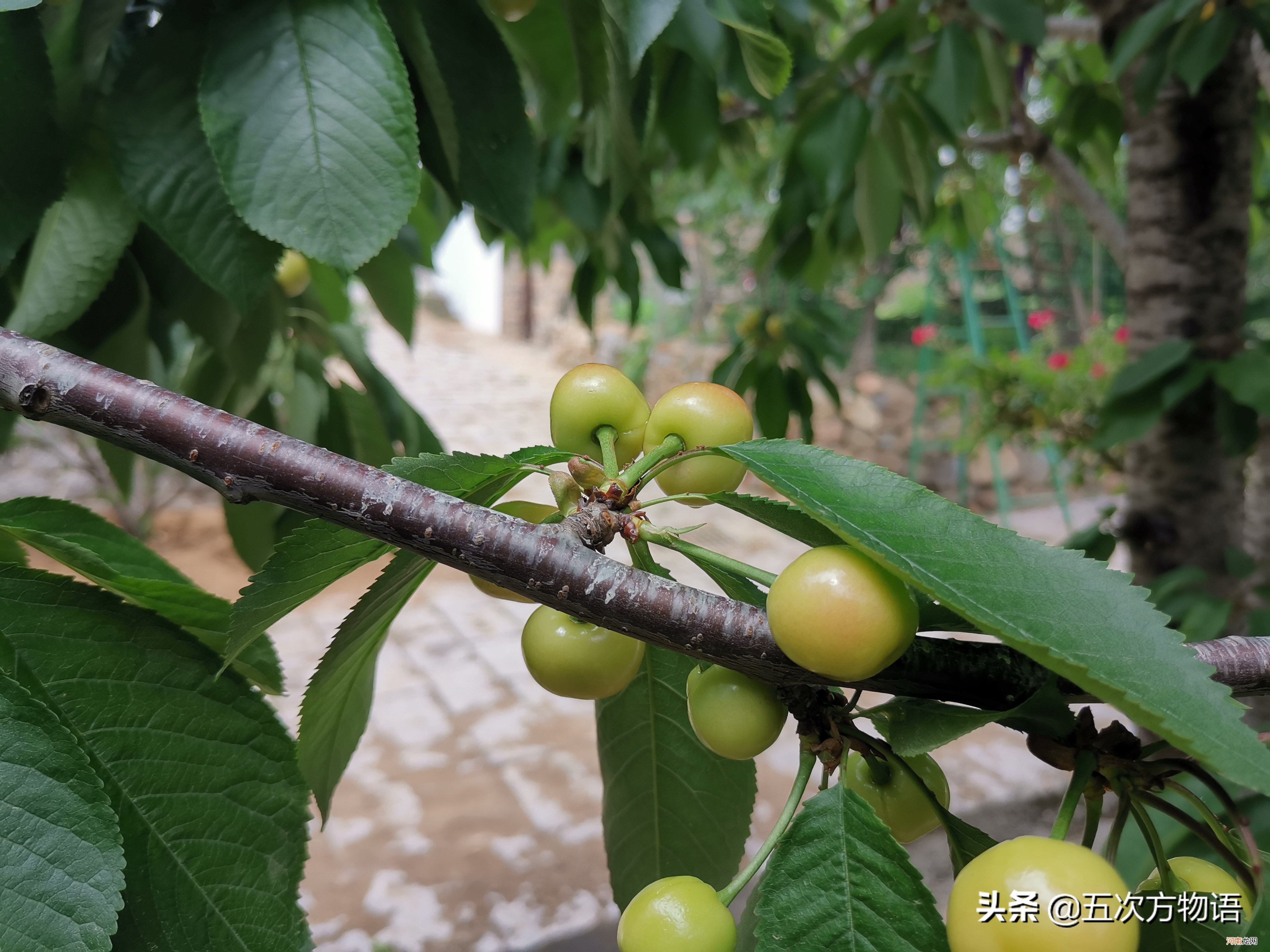 菠萝是菠萝 菠萝实际上是菠萝