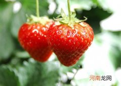 如何保存草莓不会坏 草莓应该放在冰箱里吗？