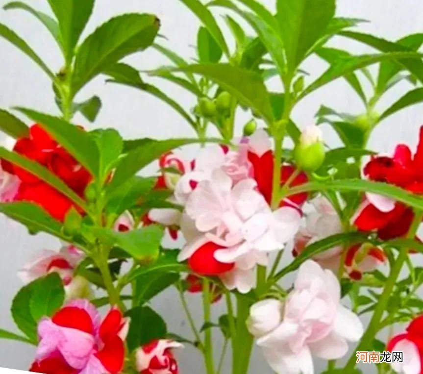 凤仙花的栽培和养护 凤仙花的养护和种植