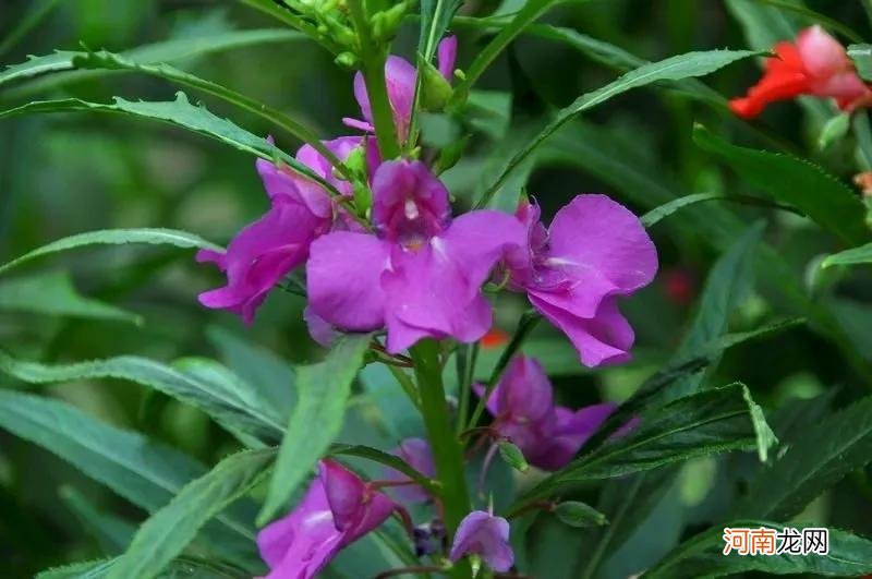 我小时候染指甲的凤仙花 凤仙花染指甲