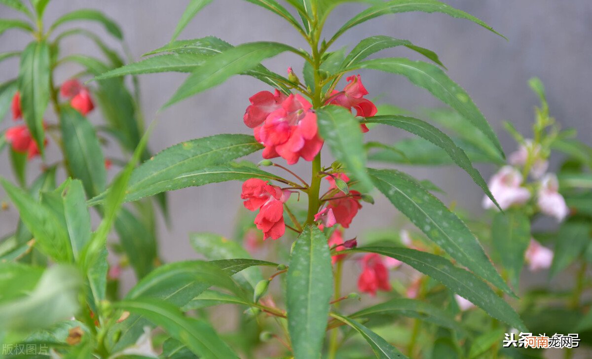 我小时候染指甲的凤仙花 凤仙花染指甲