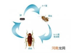 家中有蟑螂怎么消灭 蟑螂的危害有哪些