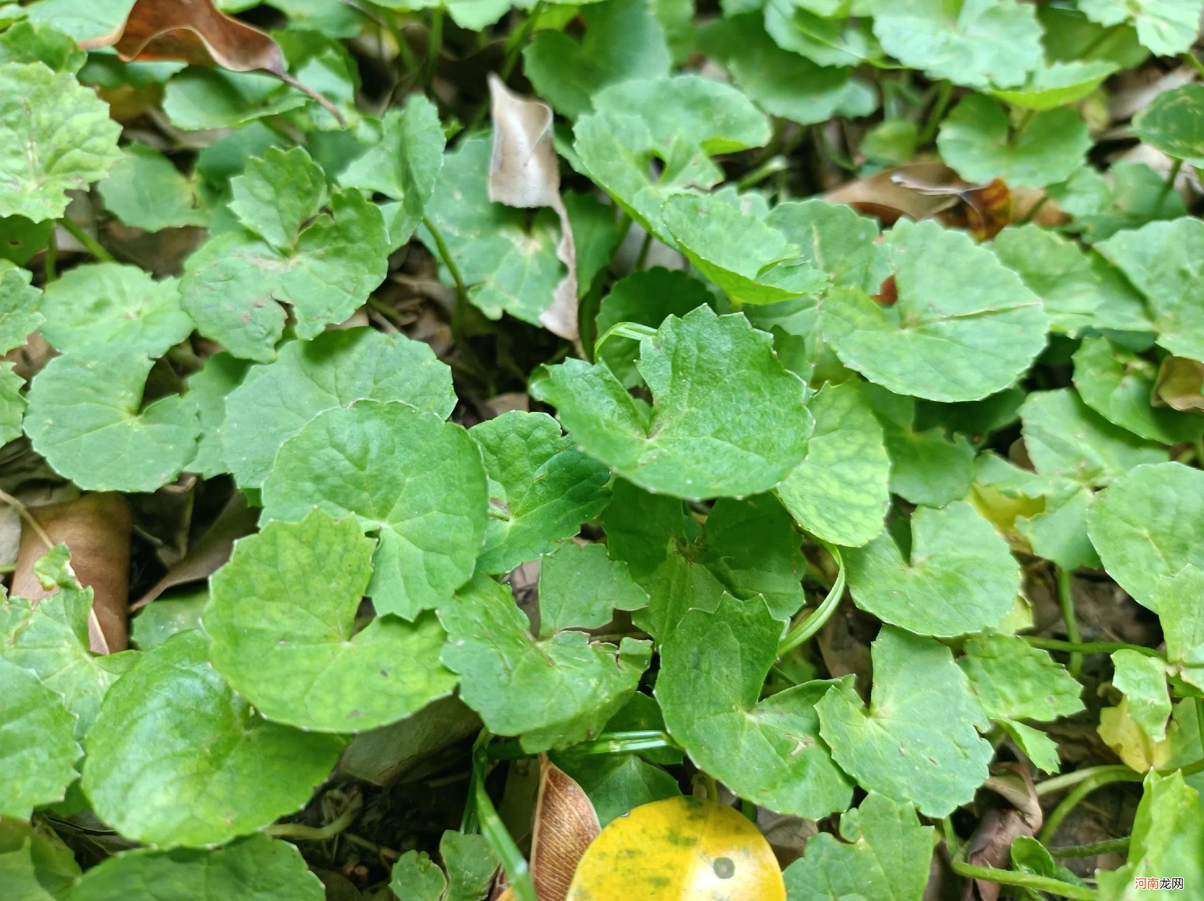 野菜 野菜是田间常见的一种