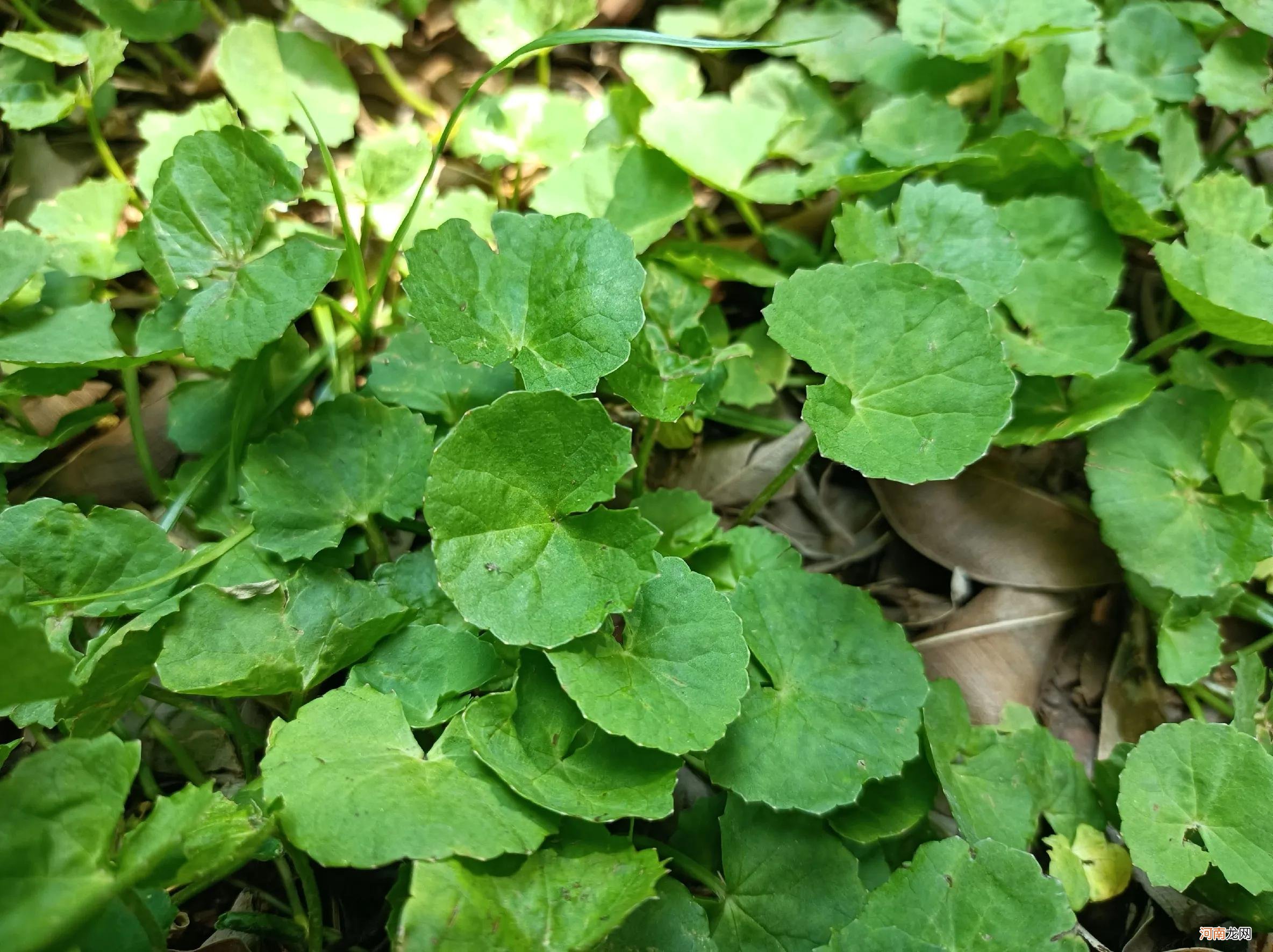 野菜 野菜是田间常见的一种