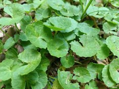 野菜 野菜是田间常见的一种