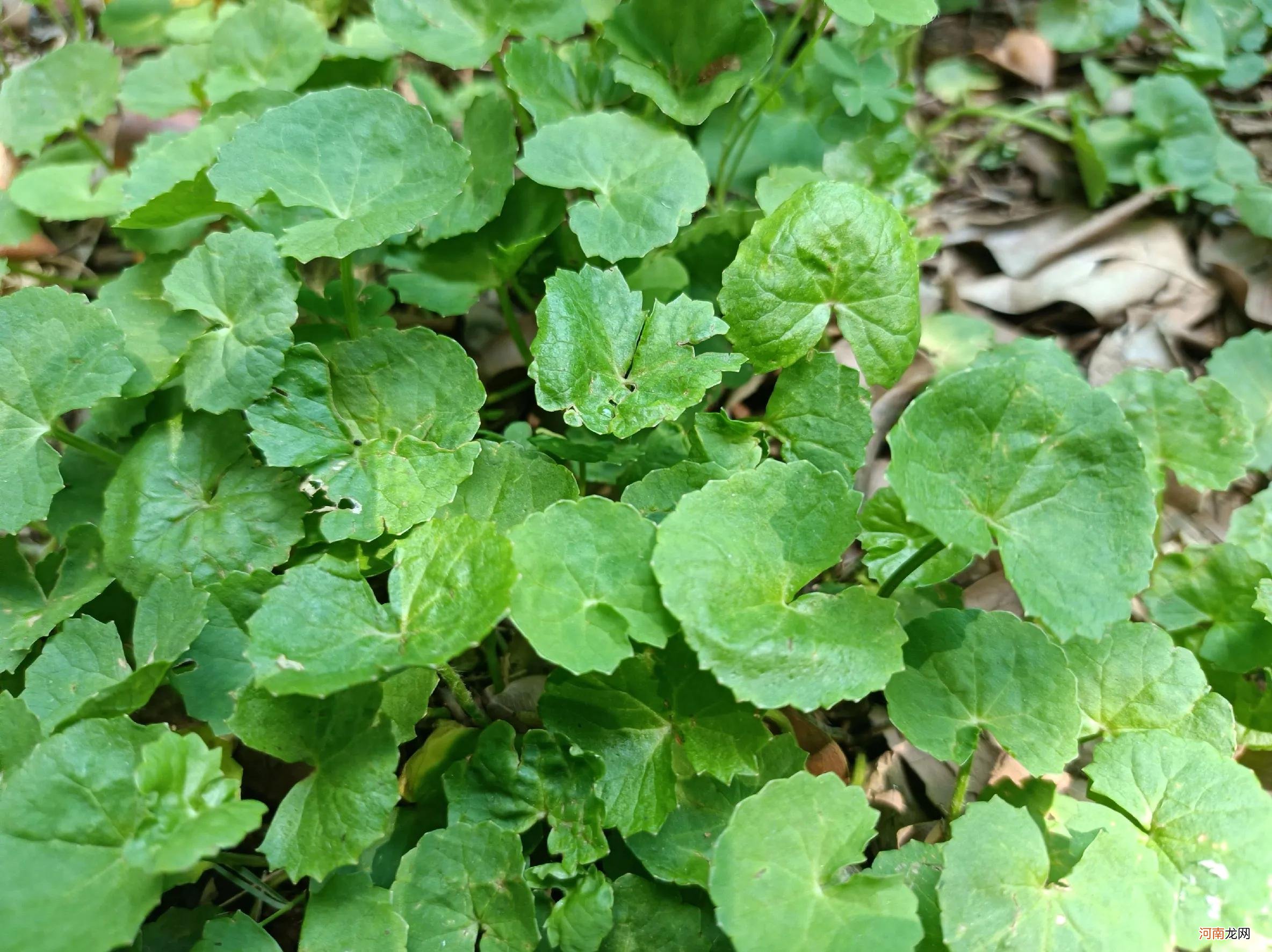 野菜 野菜是田间常见的一种