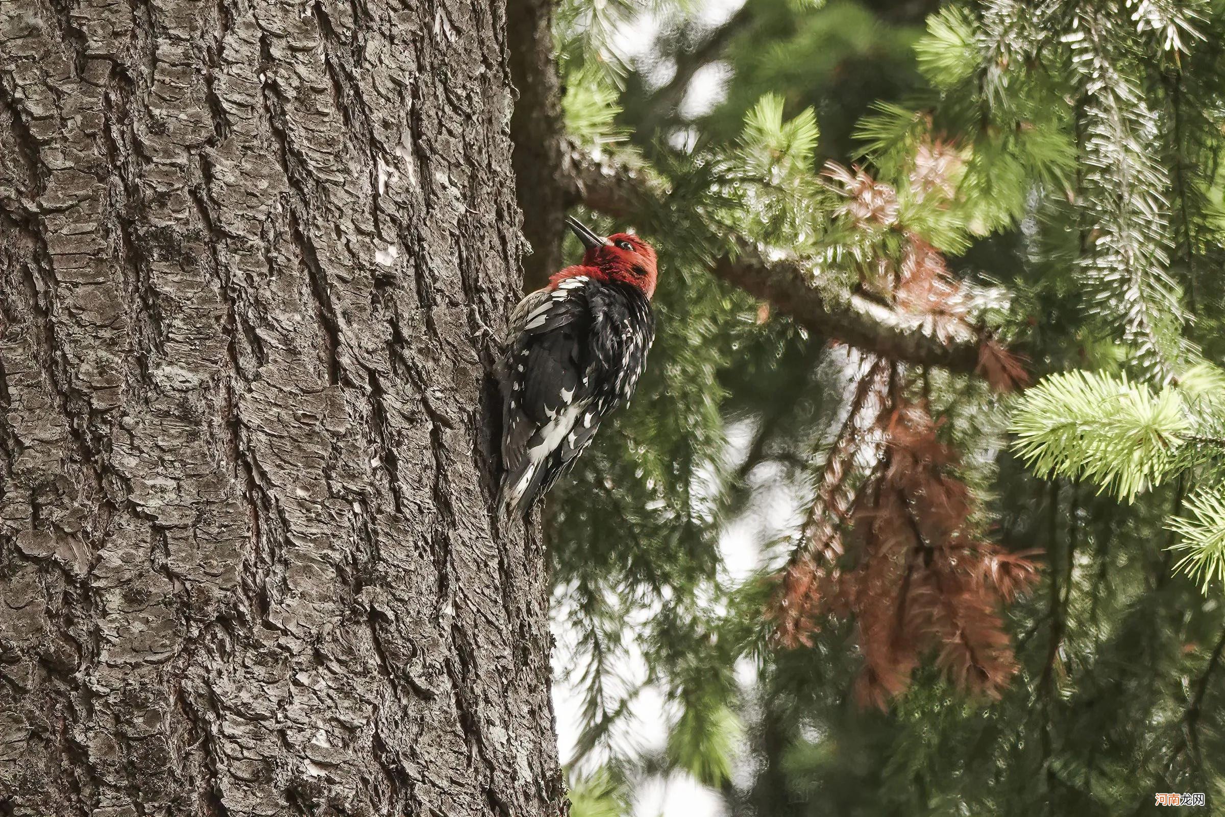 生活在北美的小啄木鸟 北美啄木鸟长什么样？