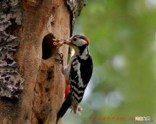 啄木鸟一天能吃1500只害虫 啄木鸟一天能吃多少害虫？