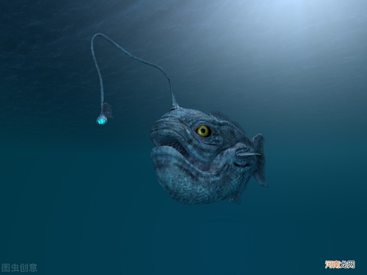 地球上唯一具有不朽能力的琵琶鱼，死后也能完成交配，有多神奇？