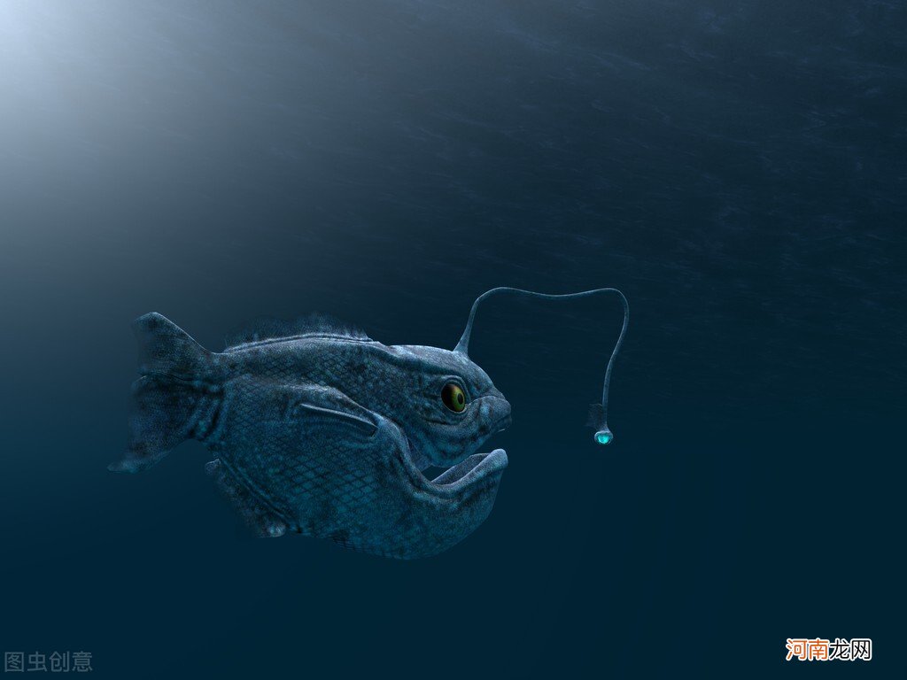 地球上唯一具有不朽能力的琵琶鱼，死后也能完成交配，有多神奇？