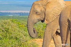 为什么更多的大象不长牙 为什么大象现在不长牙？