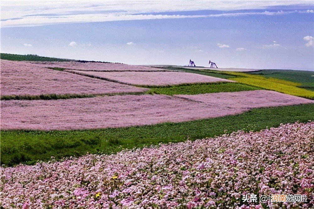 苦荞与苦荞的营养价值 苦荞与甜荞的营养差异