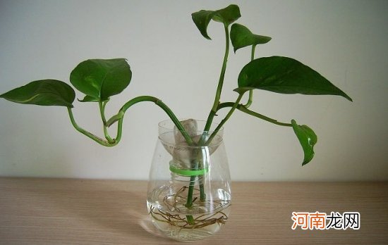 水生植物有哪些？水生植物有什么特征