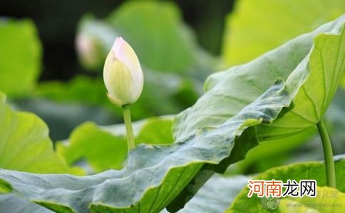 孕妇可以吃荷叶吗