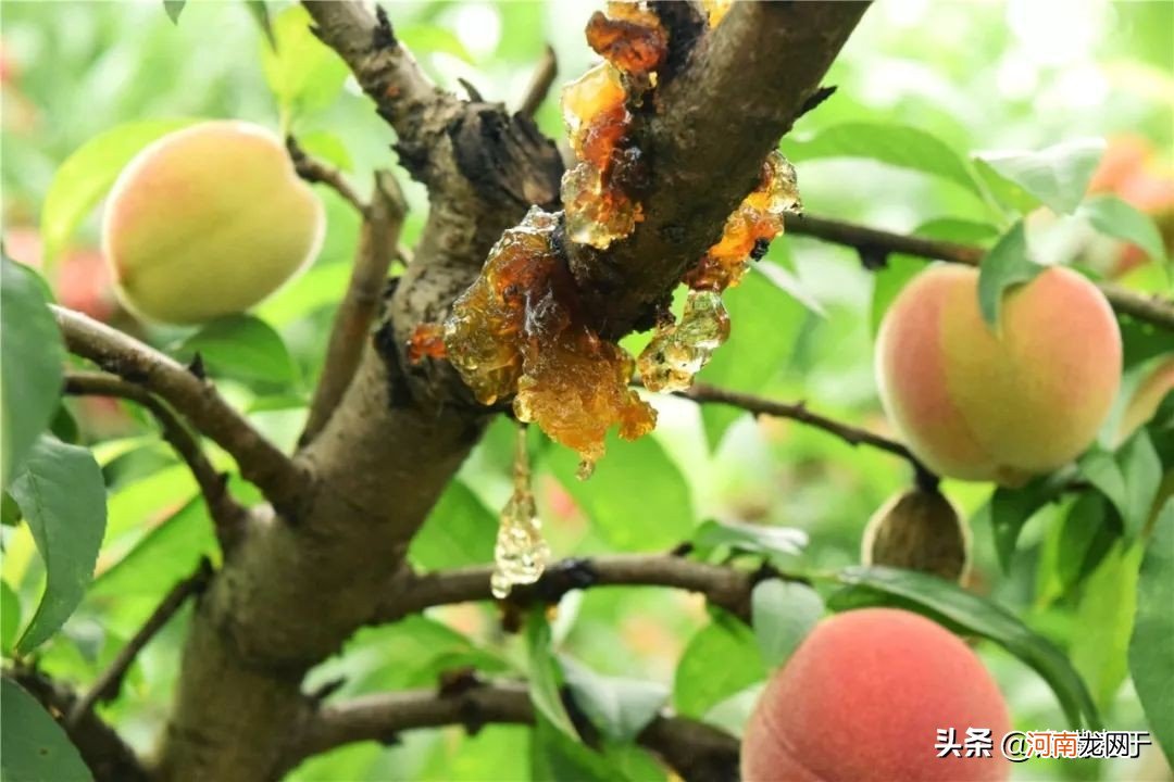 女性多吃这四种食物 女性多吃食物