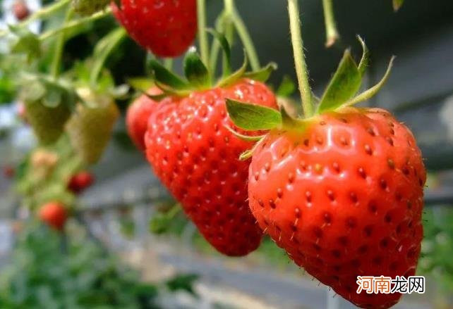 为什么吃草莓会过敏？