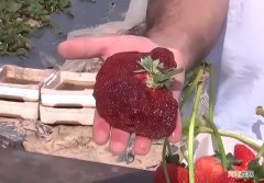 美国草莓队长在冷冻一年后被评为世界上最大的草莓
