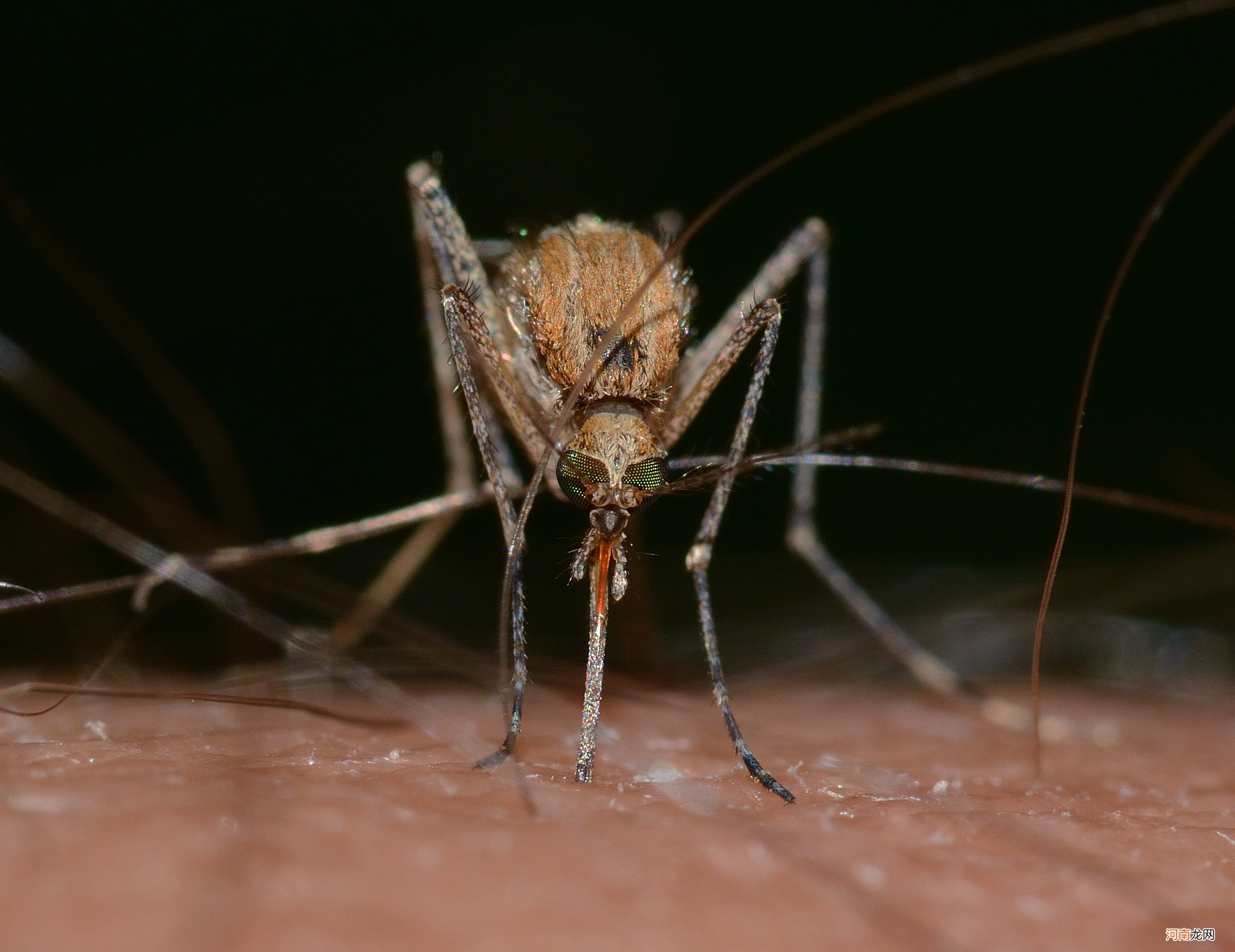如何防止蚊子在睡觉时咬人 睡觉时防止蚊子叮咬