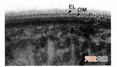 细菌细胞壁不是肽聚糖吗 细菌细胞壁是肽聚糖吗？