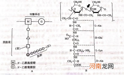 细菌细胞壁不是肽聚糖吗 细菌细胞壁是肽聚糖吗？