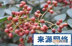 孕妇能吃花椒吗