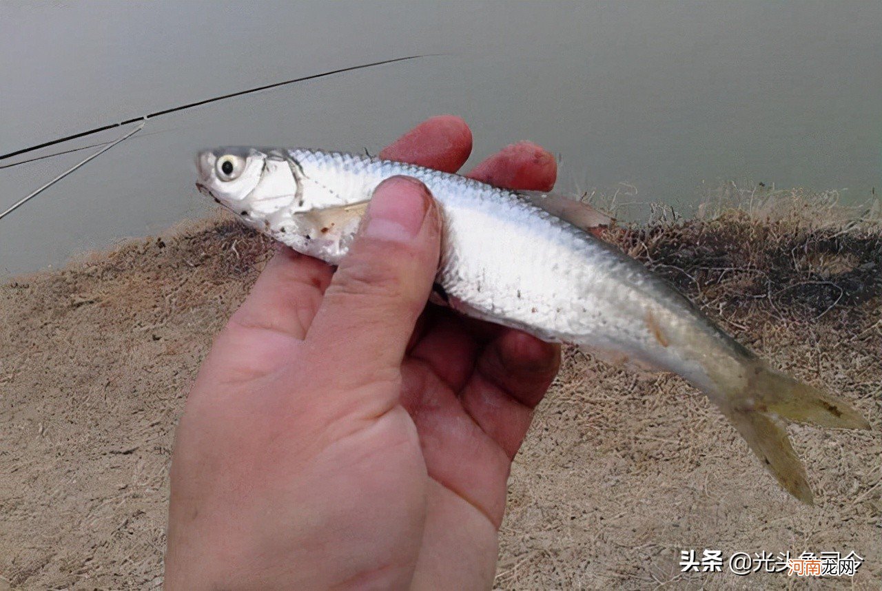 早上10点到河边，抱着不贪心的心态钓浅水，没想到过瘾了