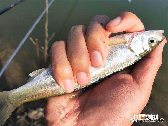 早上10点到河边，抱着不贪心的心态钓浅水，没想到过瘾了