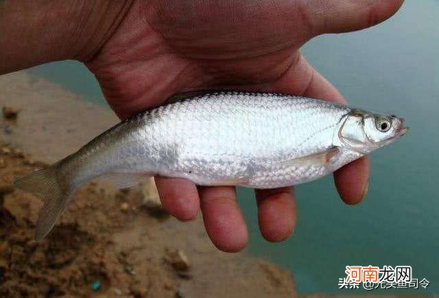 早上10点到河边，抱着不贪心的心态钓浅水，没想到过瘾了