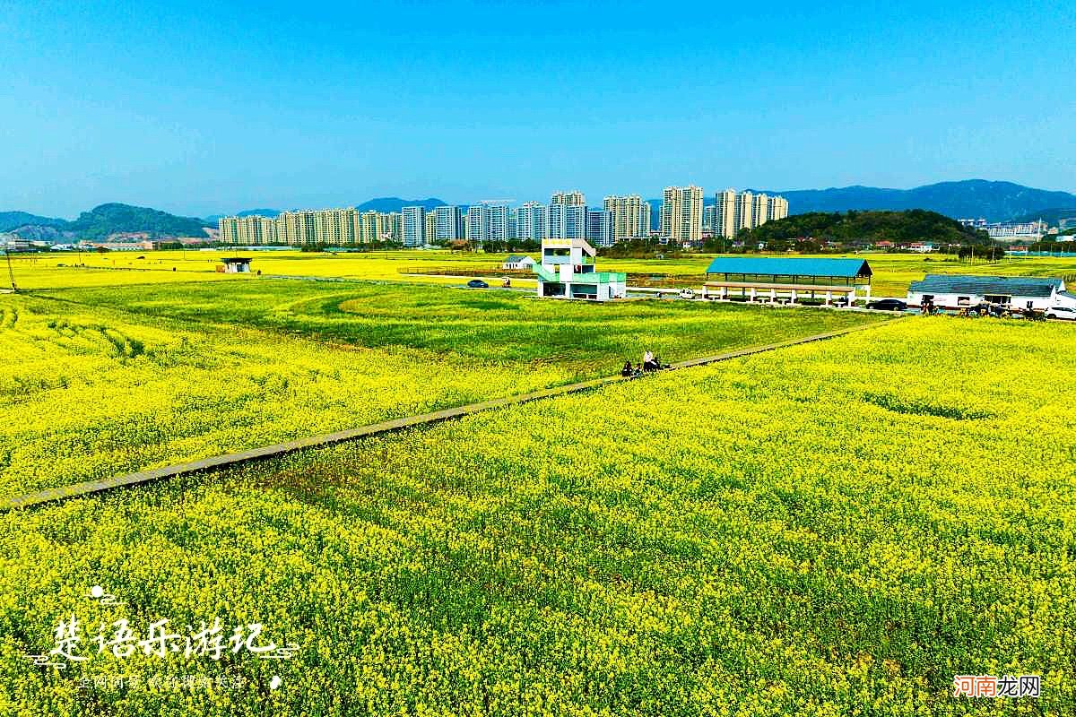 抓住油菜花的小尾巴 抓住油菜花的小尾巴的意思