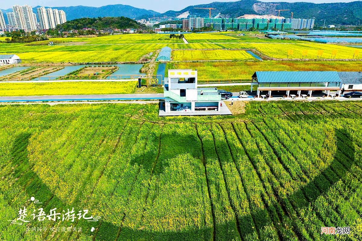 抓住油菜花的小尾巴 抓住油菜花的小尾巴的意思