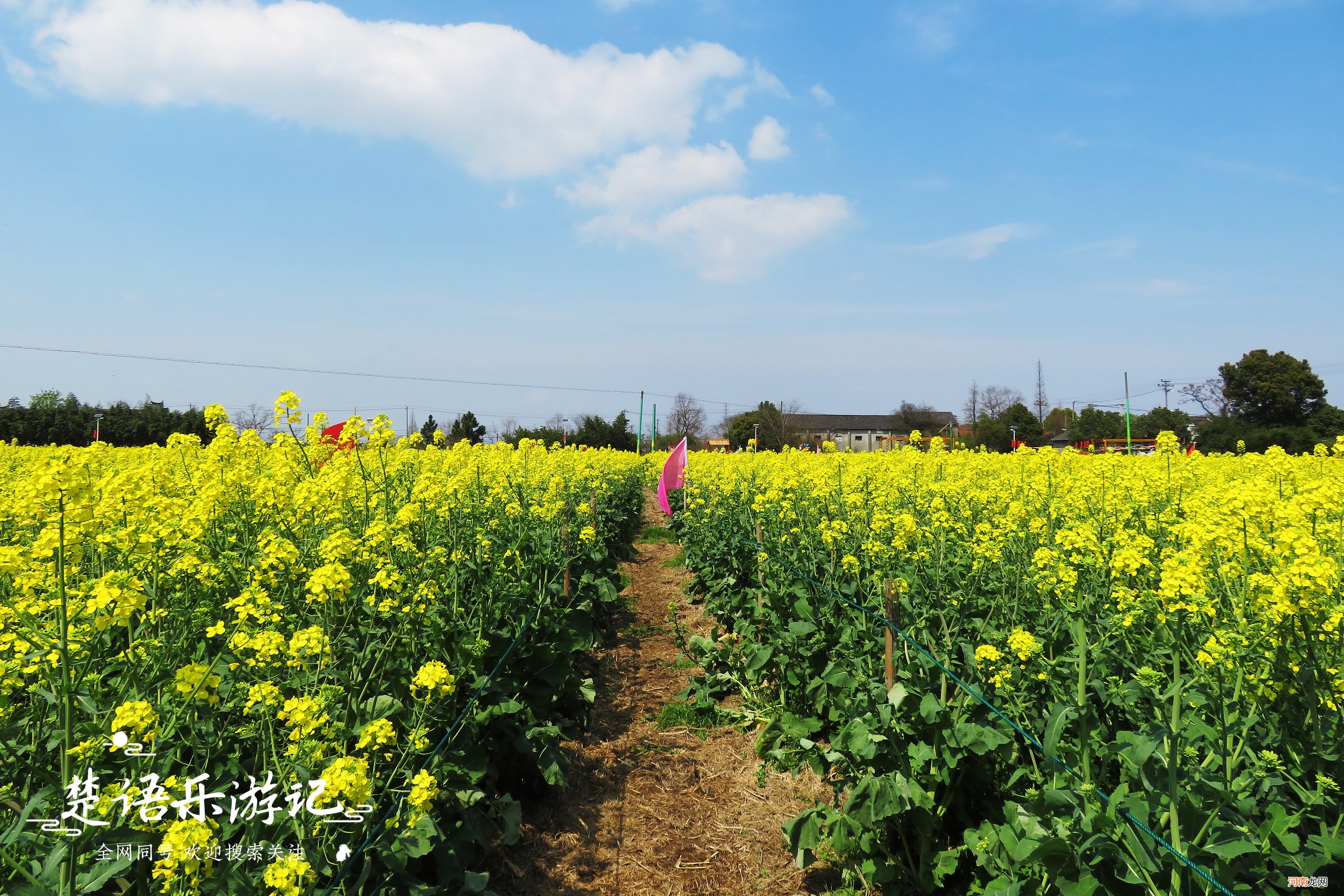 抓住油菜花的小尾巴 抓住油菜花的小尾巴的意思