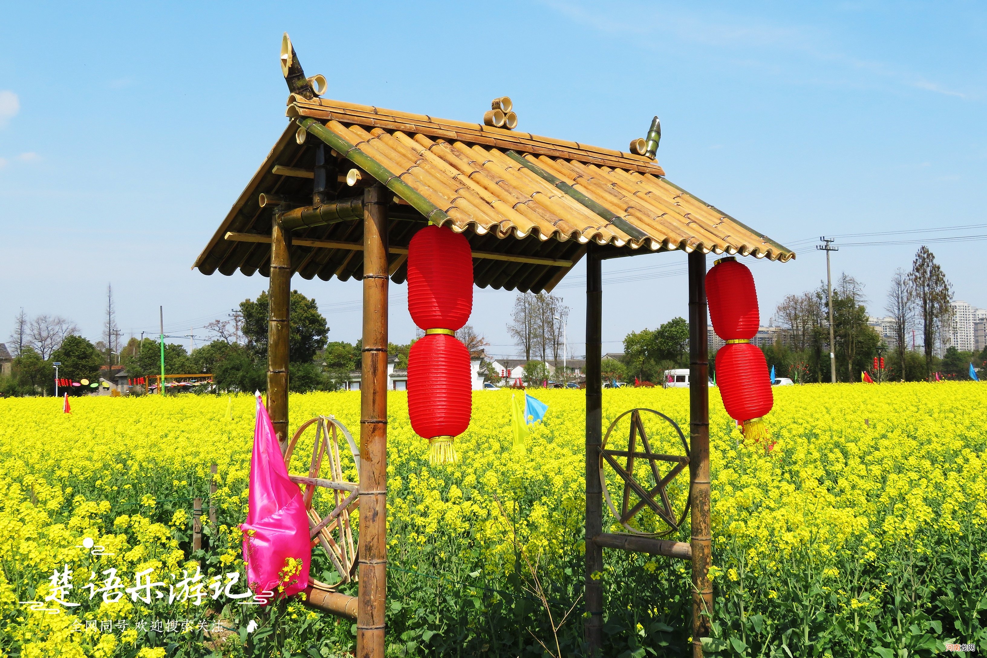 抓住油菜花的小尾巴 抓住油菜花的小尾巴的意思