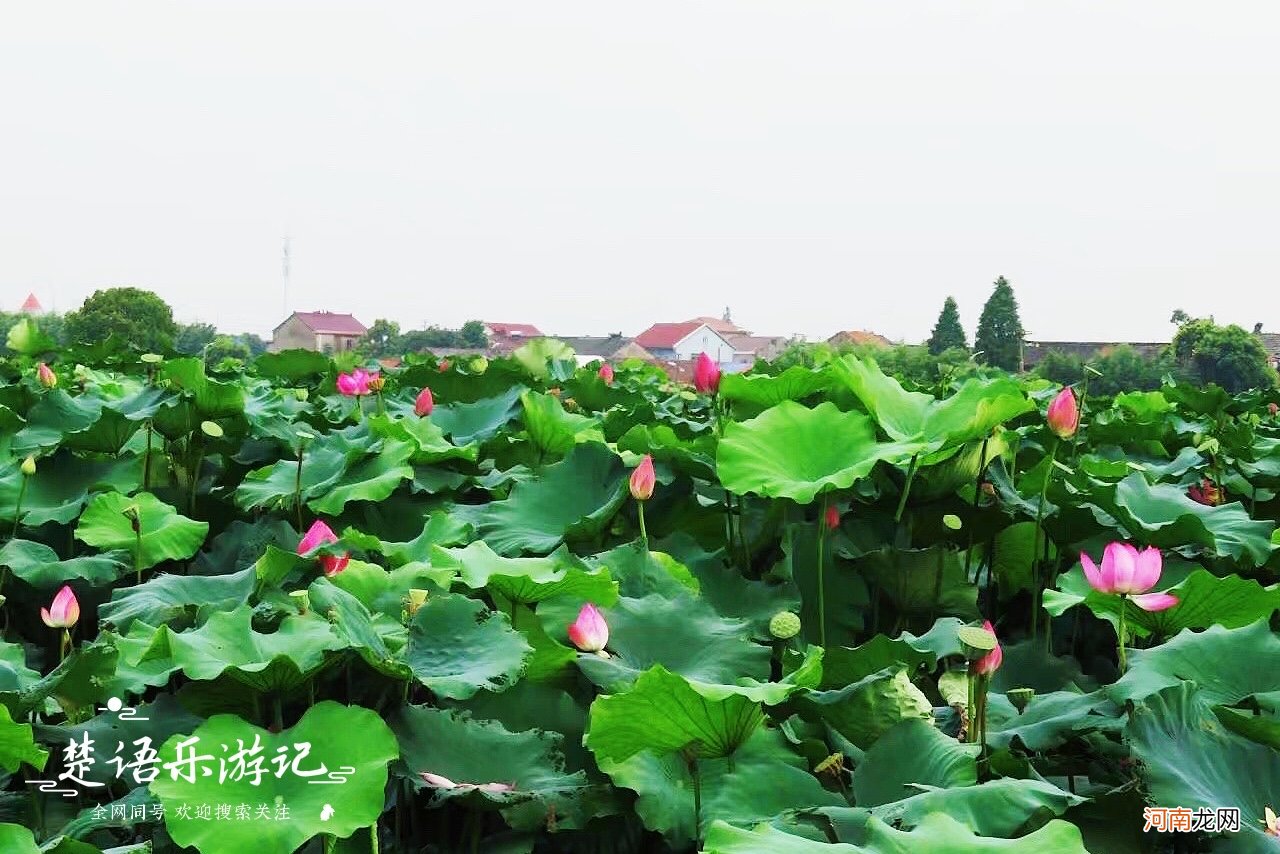 抓住油菜花的小尾巴 抓住油菜花的小尾巴的意思